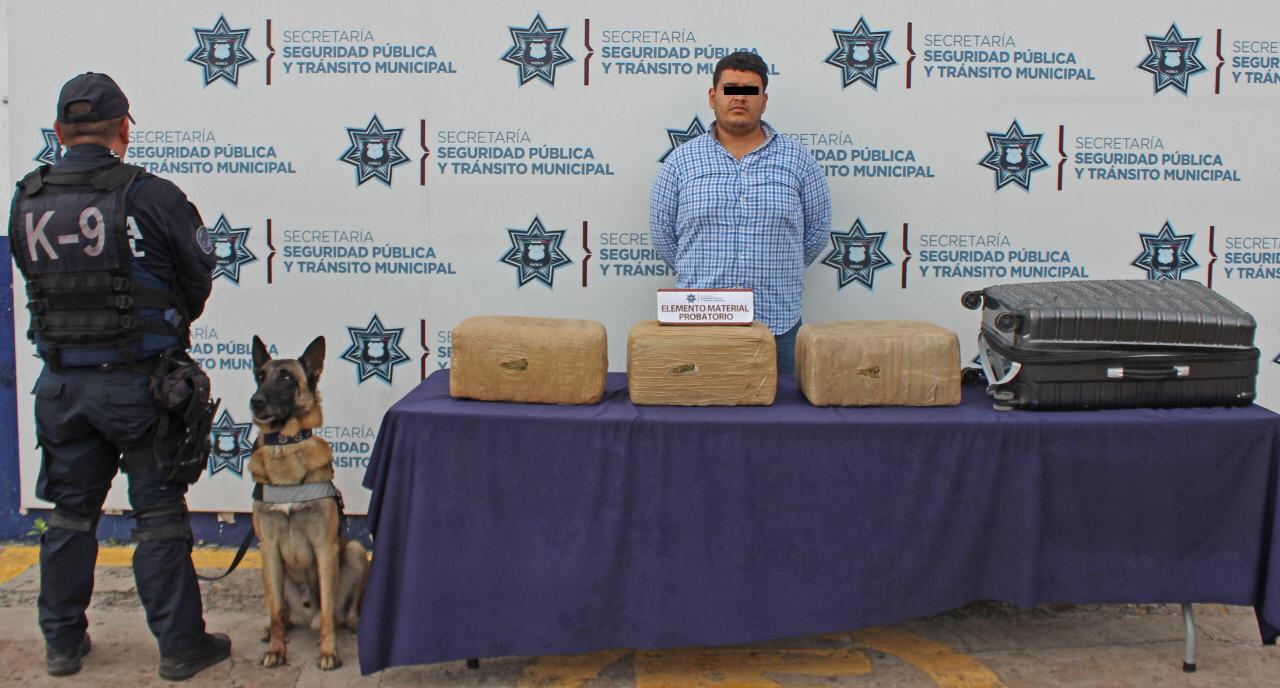 CAPU, SSPTM, Unidad canina, perro, detección, marihuana, maleta, Ministerio Público Federal, Habib, Culiacán, Sinaloa, Veracruz, Xalapa, delitos contra la salud