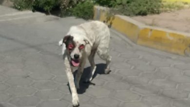 maltrato animal, perro, ojos, Izúcar de Matamoros, Santiago Mihuacán, Ronda de Guardia