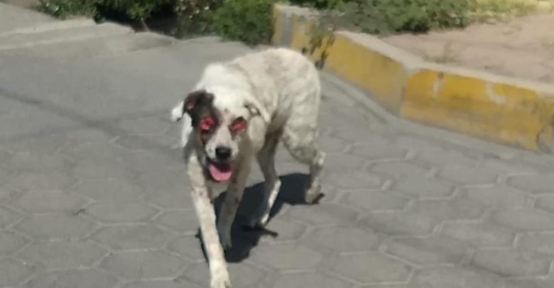 maltrato animal, perro, ojos, Izúcar de Matamoros, Santiago Mihuacán, Ronda de Guardia