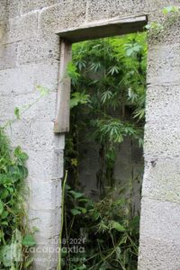 Zacapoaxtla, plantío de Marihuana, construcción abandonada, plantas, Ministerio Público, FGE,