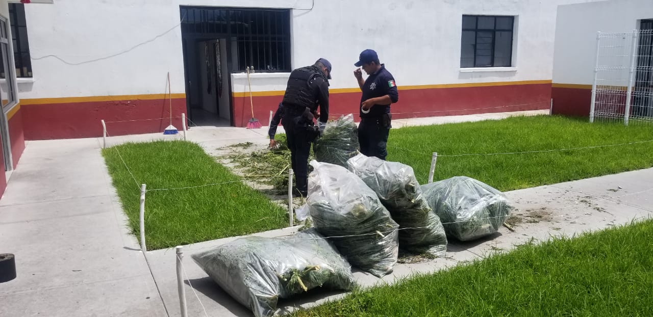 Policías Municipales, campos de cultivo, droga, Huaquechula, marihuana, La Soledad Morelos, Ministerio Público, estupefacientes, siembra