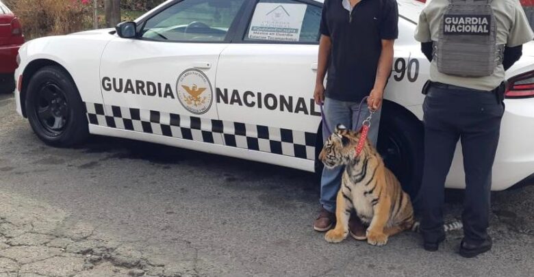 Guardia Nacional de Carreteras, cachorro tigre, PROFEPA, Acatzingo, Chevy, Secretaría de Medio Ambiente, felino