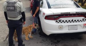 Guardia Nacional de Carreteras, cachorro tigre, PROFEPA, Acatzingo, Chevy, Secretaría de Medio Ambiente, felino