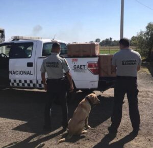 Guadalajara Jalisco, Binomios caninos, marihuana, cajas, artesanías, Guardia Nacional, Ministerio Público