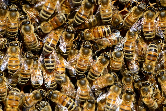 abejas, ataque, gravedad, San Juan Epatlán