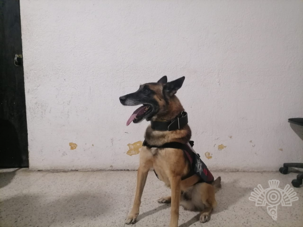 oficiales caninos, Tepexi, San Pedro Cholula, droga, centros penitenciarios