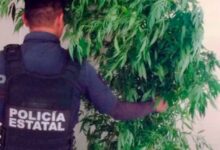 Xochitlán, SSP, marihuana, aseguramiento