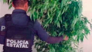 Xochitlán, SSP, marihuana, aseguramiento