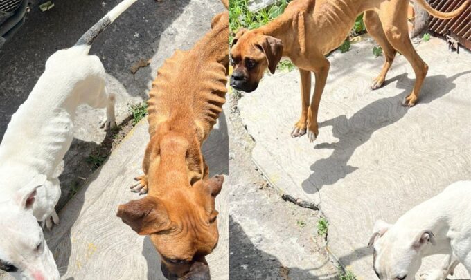 Instituto de Bienestar Animal, rescate de perros, sanción, desnutrición