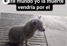 perro, muerte, video, IBA