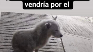 perro, muerte, video, IBA