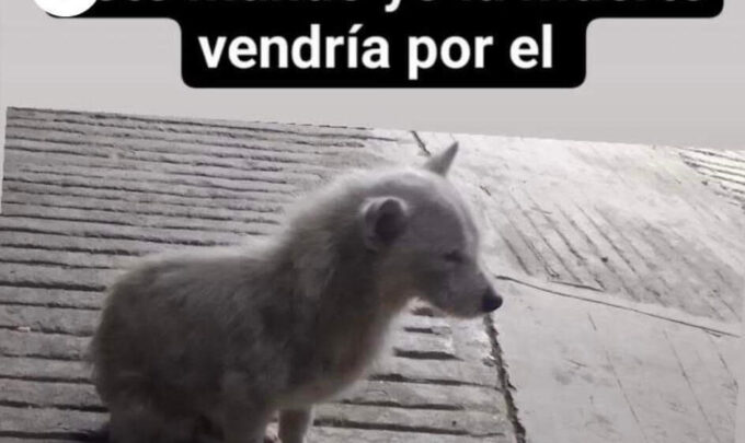 perro, muerte, video, IBA