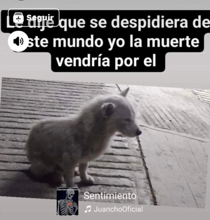 perro, muerte, video, IBA