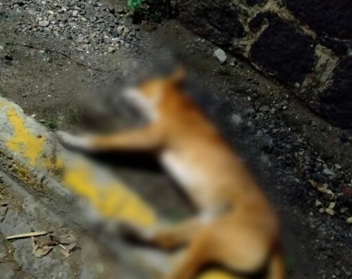 perros, envenenados, muerte, Atlixco