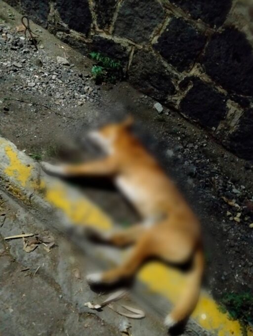 perros, envenenados, muerte, Atlixco